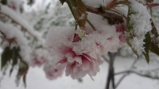 Snow Blossom
