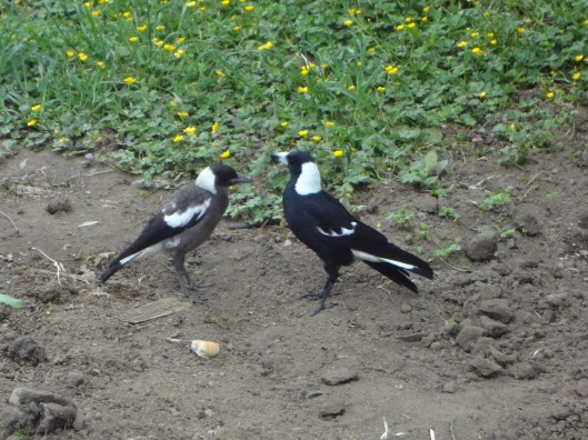 Baby yelling at Mum to be fed