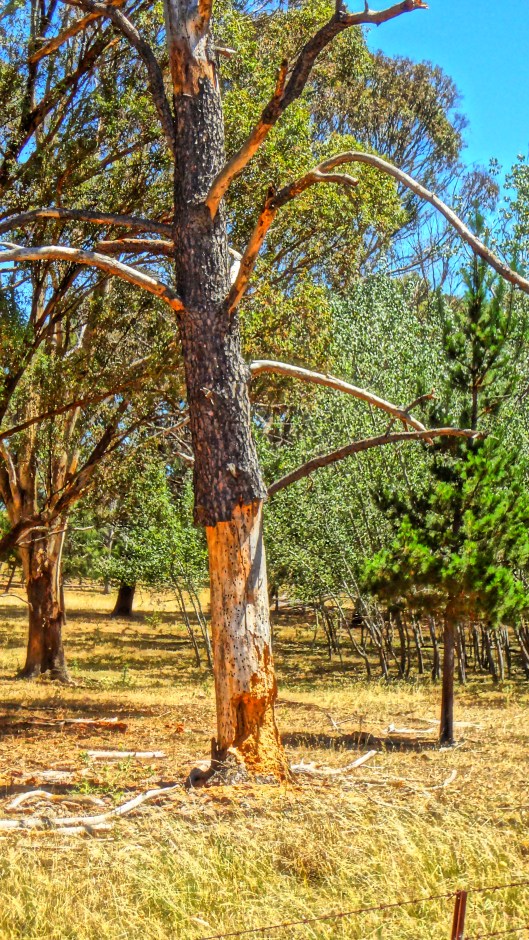 Tree ready to fall HDR