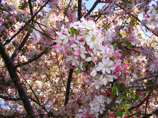 Spring blossoms DSCF3143