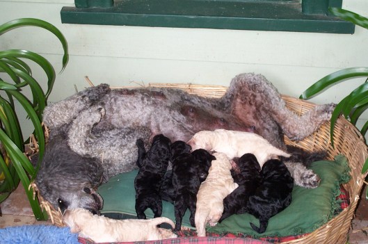 Feedtime for the puppies