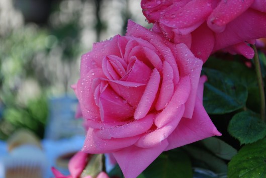 the roses loved the water pistols