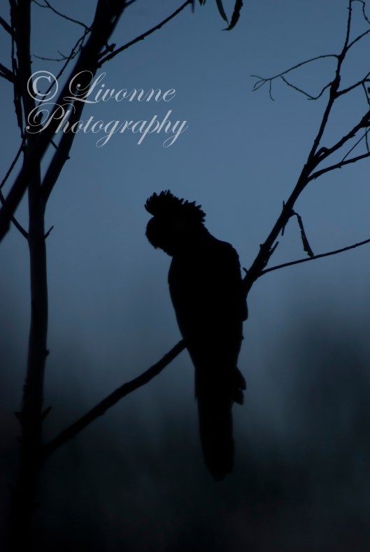 the original, untouched photo