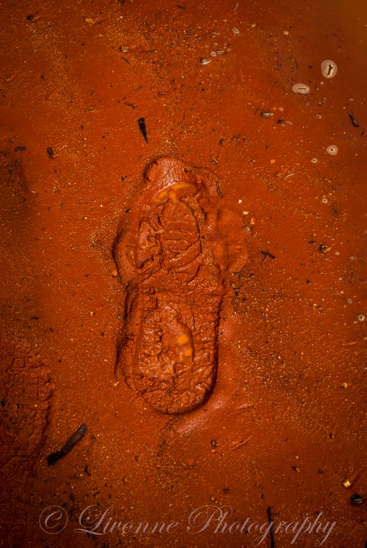 desert park alice springs (87)